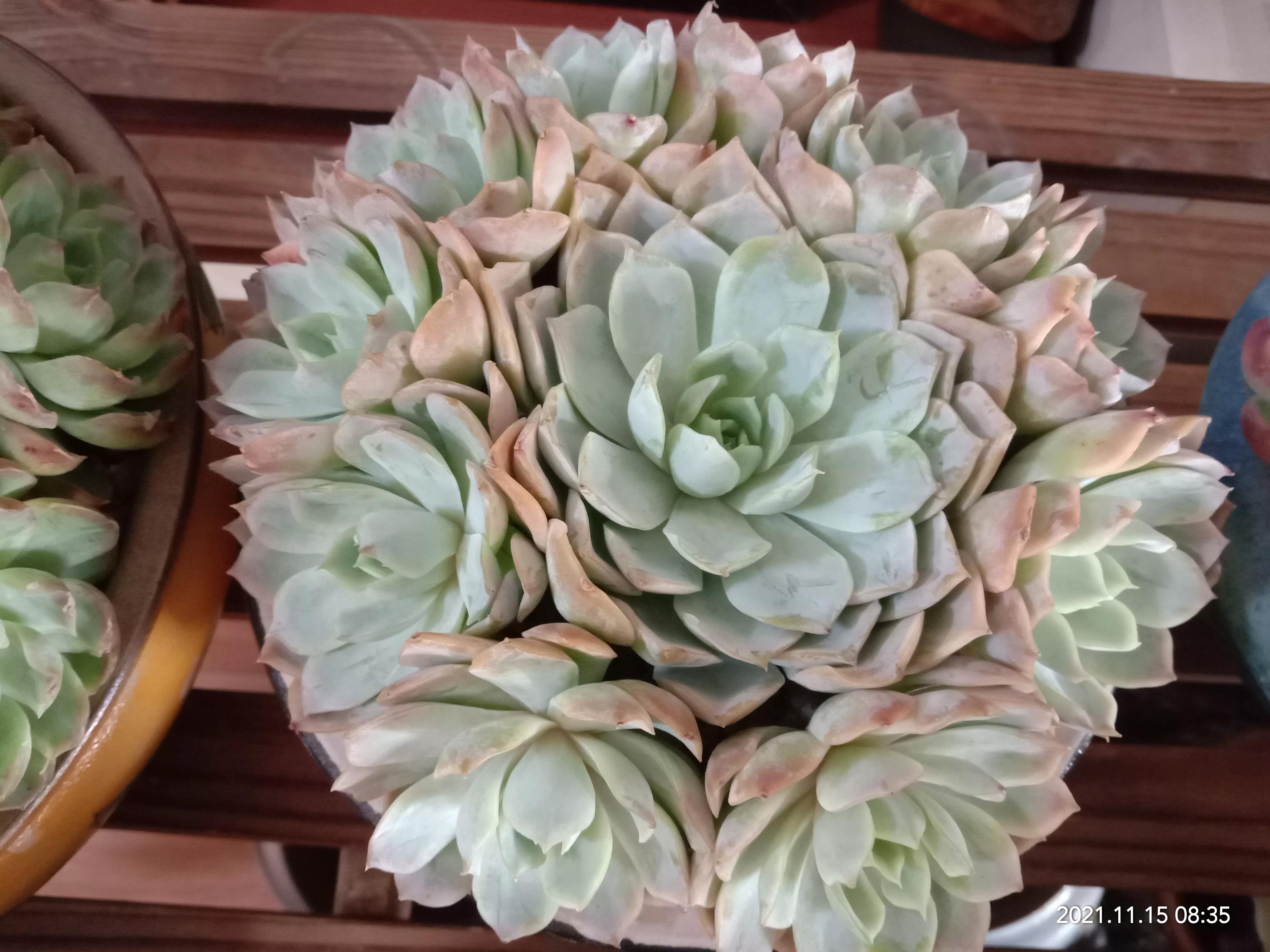 多肉雪天使开花,多肉雪天使养护方法