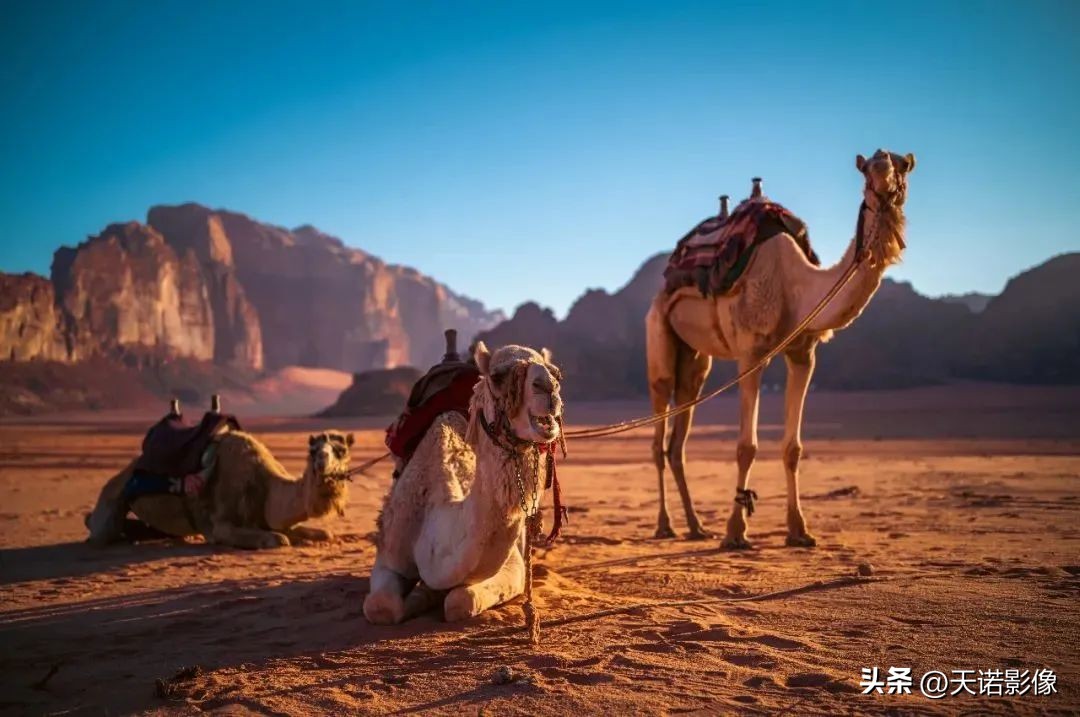 徕卡哪款相机最有德味,徕卡相机的德味