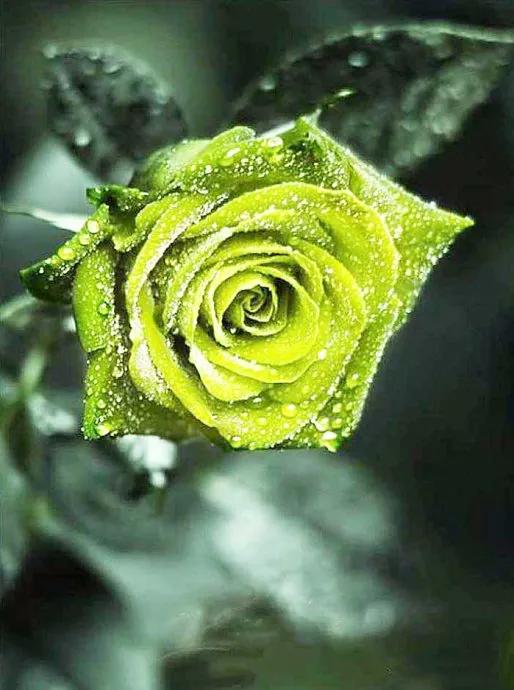 求婚送什么颜色的玫瑰花比较合适,玫瑰花的外形特点和颜色的特点