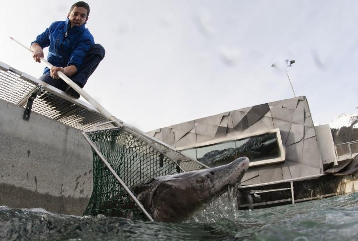 日本、美国皆未达到，中国人是如何打破鱼子酱技术垄断的？