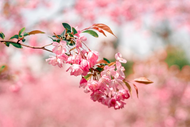 生命存在的四个条件,生命的真相就是返本归真