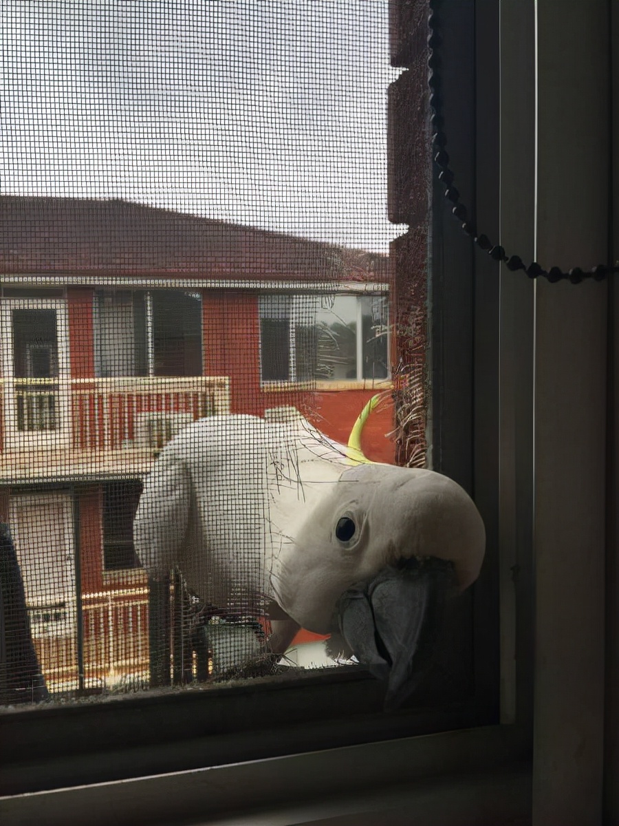 真实大象图片大全可爱,真实野生大象图片