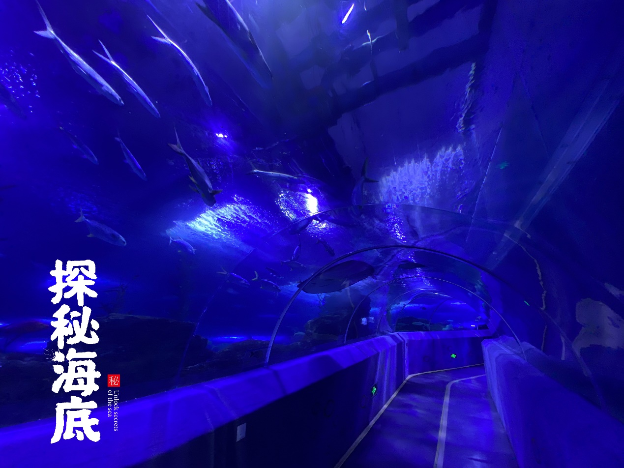 鎺㈢娴锋磱瀹堟姢娴锋磱,鎺㈢娴峰簳涓栫晫棰嗙暐娴锋磱榄呭姏