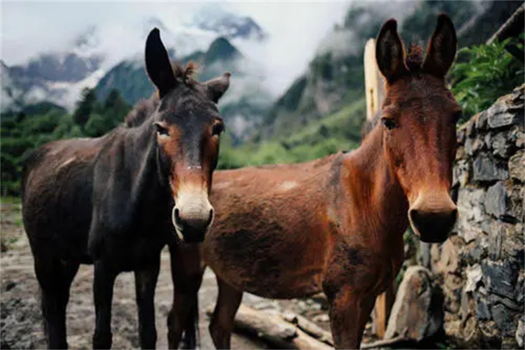 骡子怀孕必死？为何骡子无法生育后代？原来是“马和驴”惹的祸