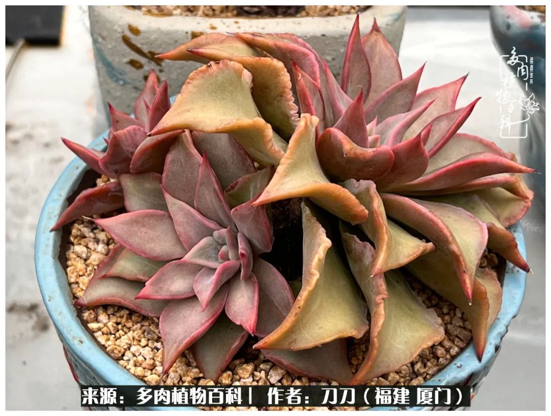 多肉夏季不好养品种有哪些,高花盆为什么养不好多肉