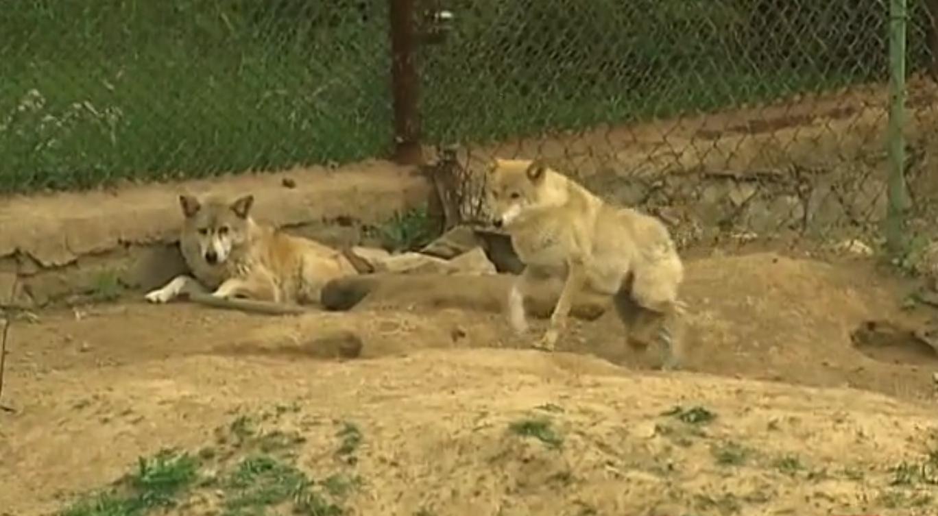 狗和狼故事简介,狗和狼的故事真实感动