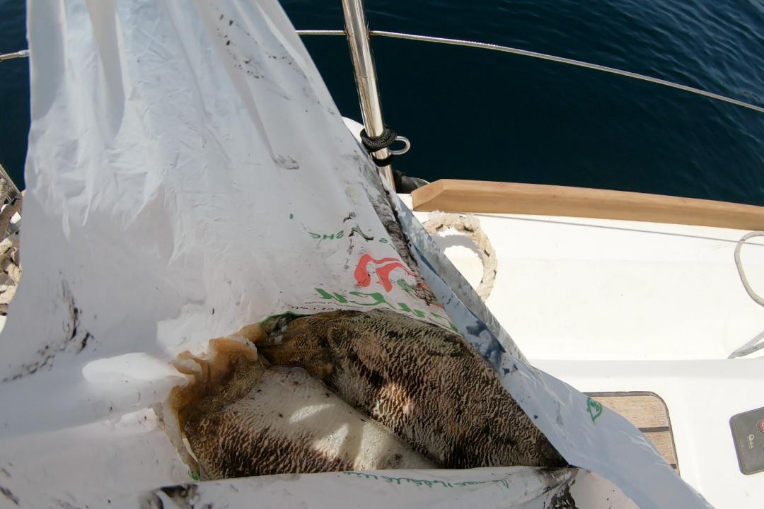 中国小伙的航海日记,44:遭遇海上马蜂袭击,亲妈都不认识我了