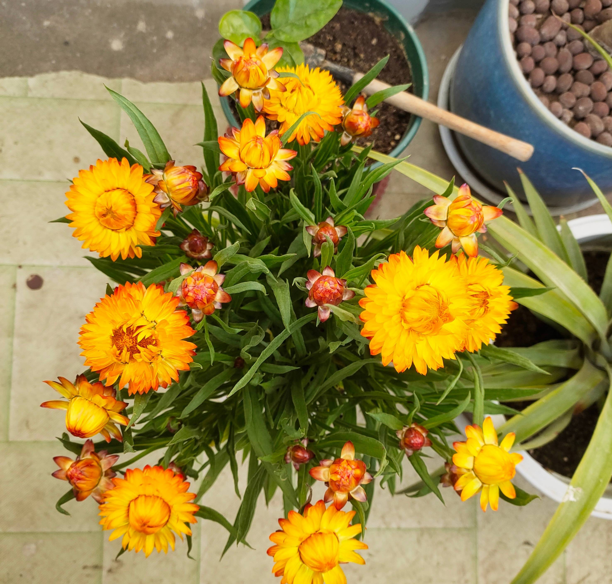 阳台养月季光照够吗,阳台喜光耐晒好养植物