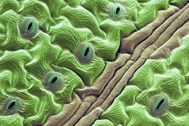 手指在显微镜下太恐怖了,显微镜下的恐怖世界蝎子