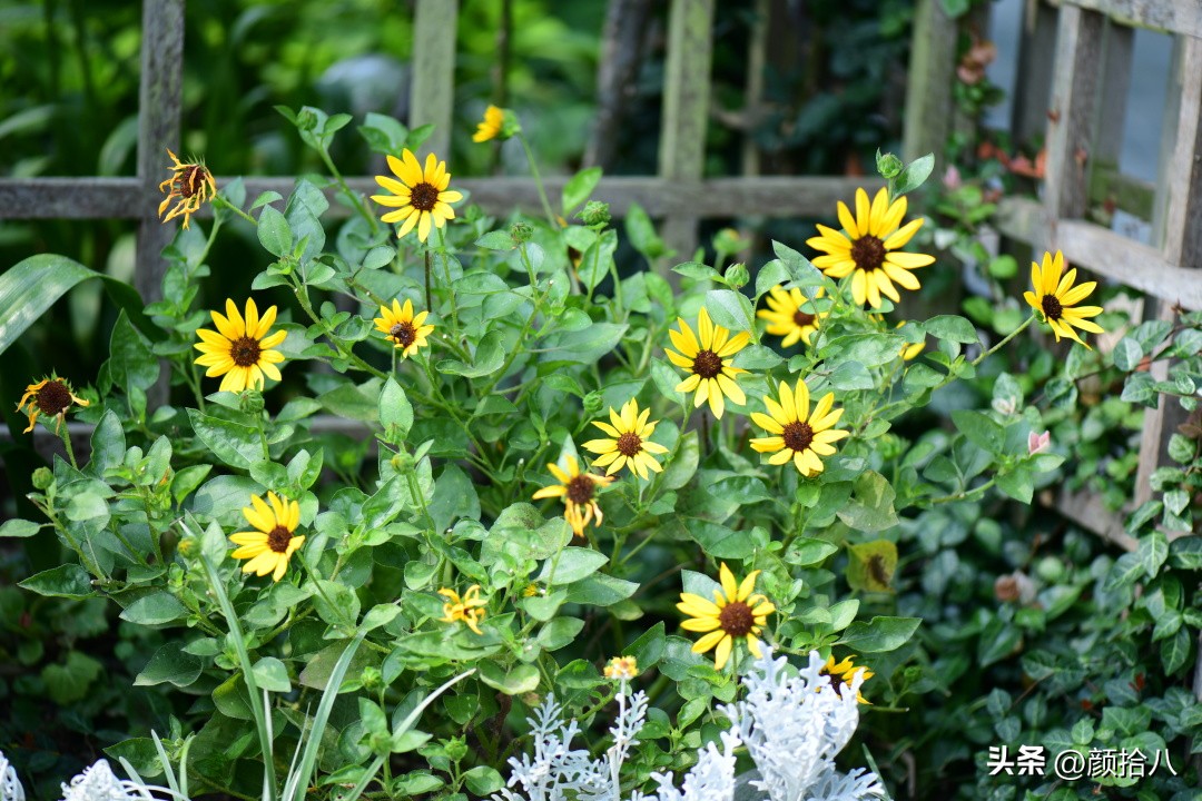 光辉岁月向日葵单朵花能开多少天,光辉岁月向日葵开花效果