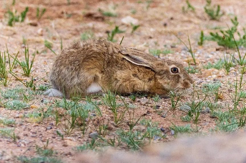 鼠兔在血缘上更接近鼠还是兔,鼠兔更像什么属相