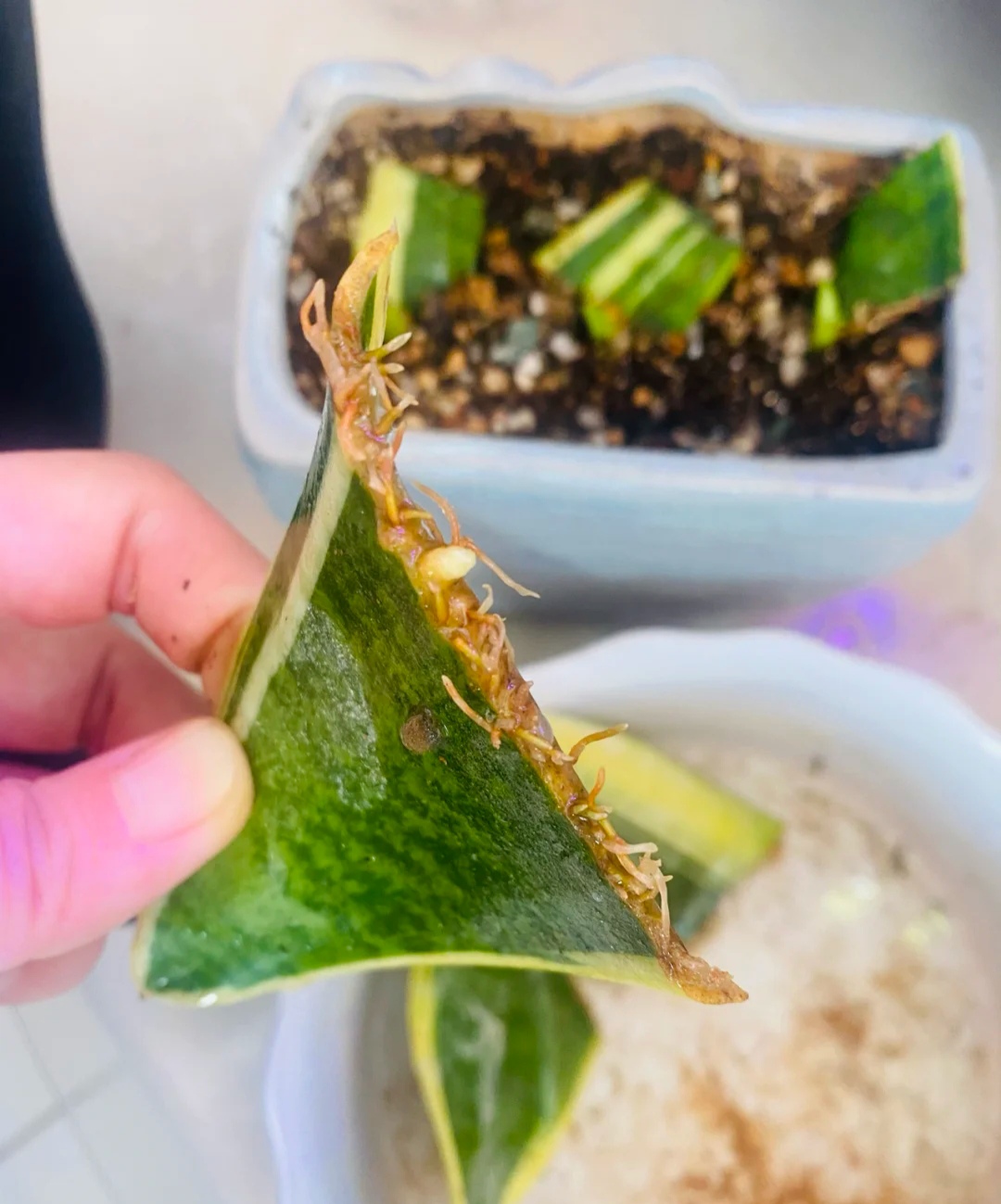 春天种的花花草草,9种花掐根枝就能活不用管就爆盆