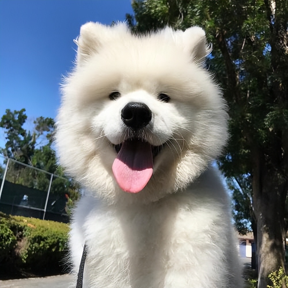 好养又便宜的五种狗有护主会打猎,会乱叫但是没有攻击性的狗