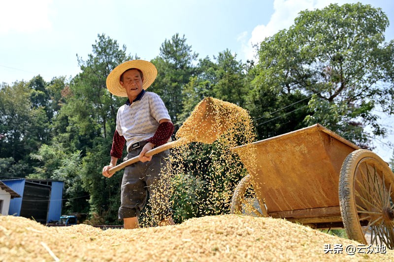 早稻产量喜人,今年早稻产量高还是晚稻产量高