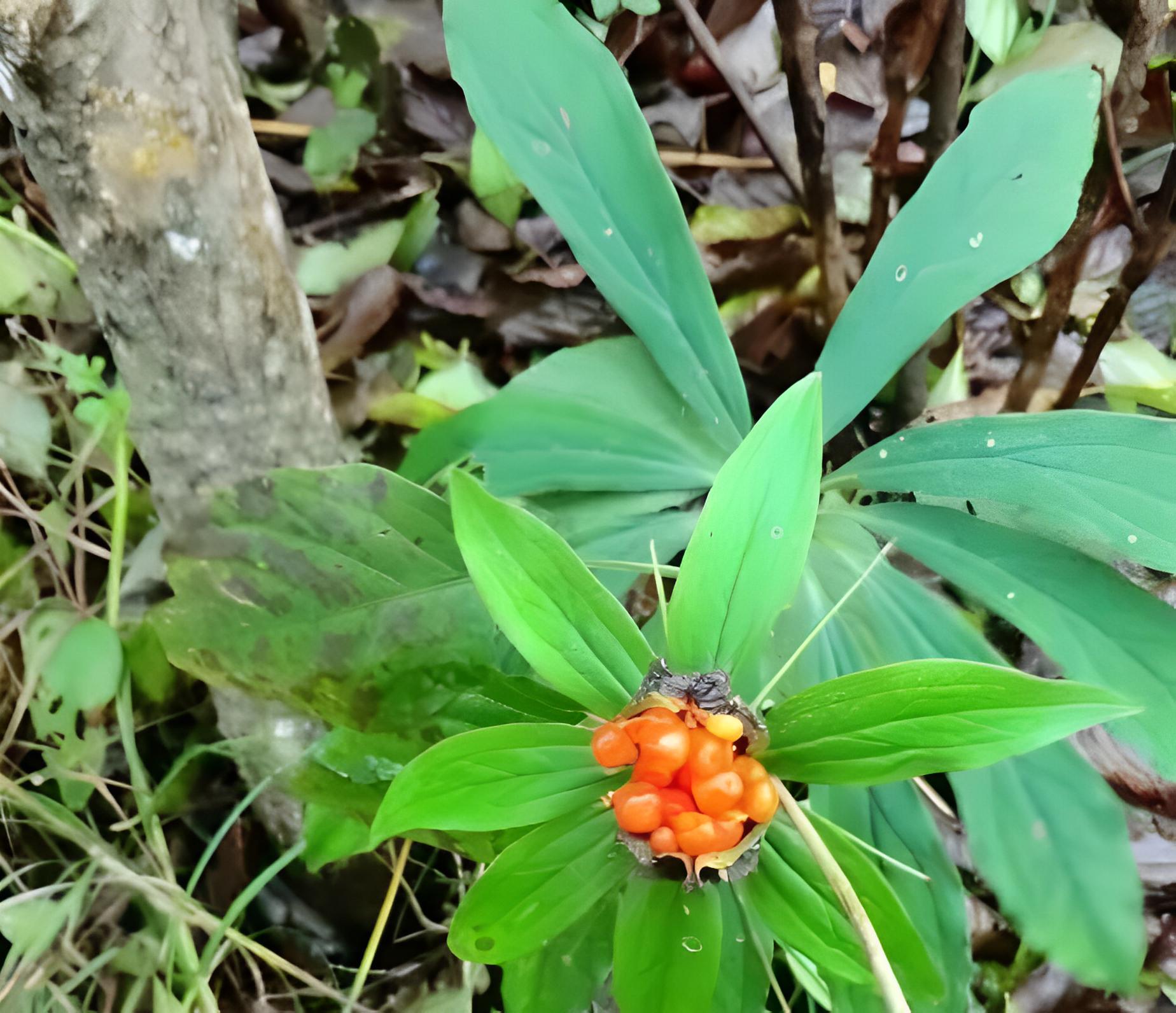 在竹林里被踩踏，俗称“金线重楼”，潮湿位置才有，如今珍贵