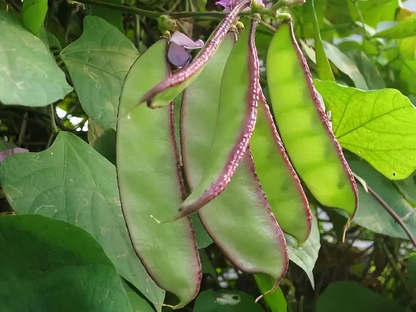浙江人常吃的蔬菜有哪些,幼儿园常吃的蔬菜有哪些
