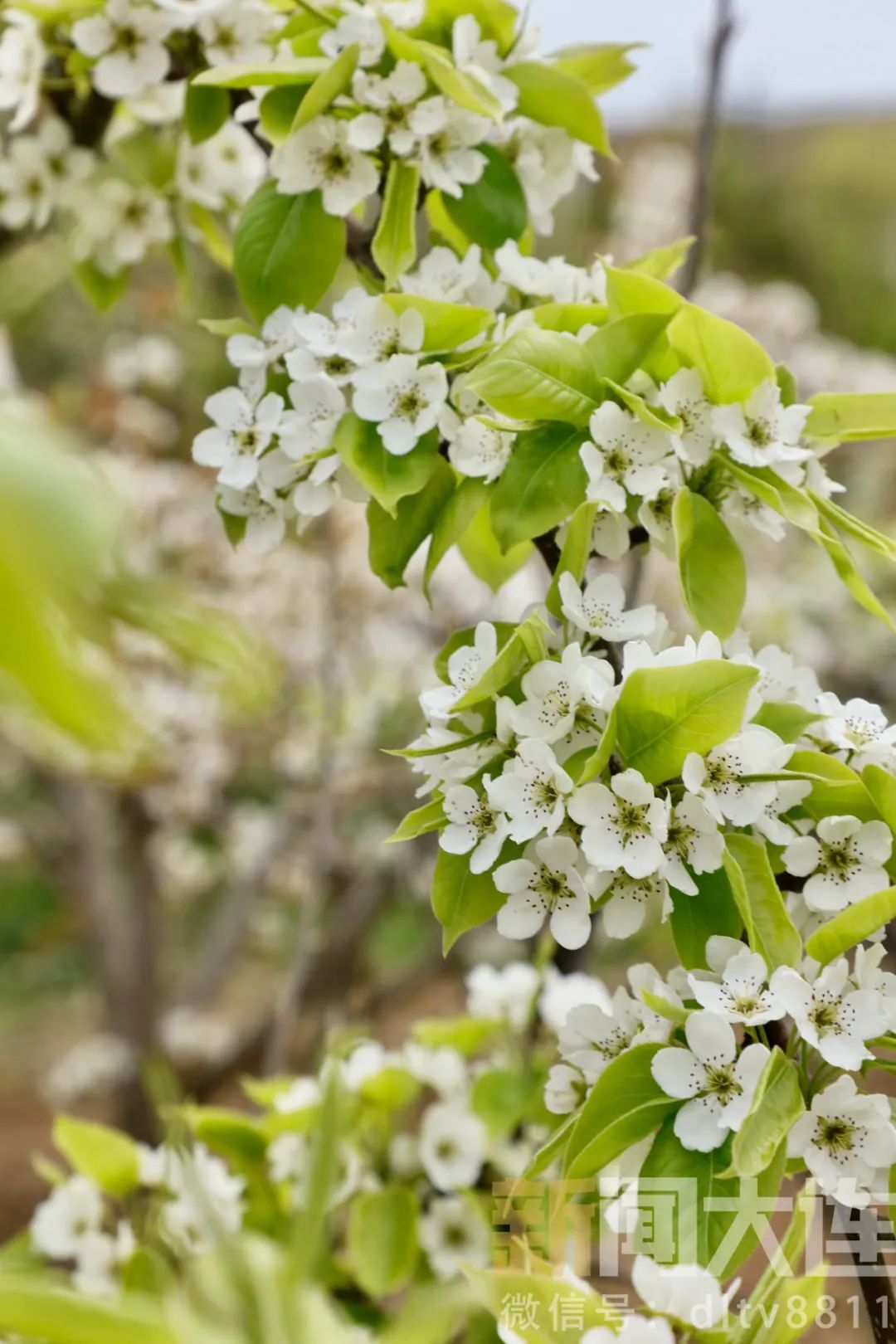 没想到附近也有这么美的风景,美丽的风景近郊旅游的好去处
