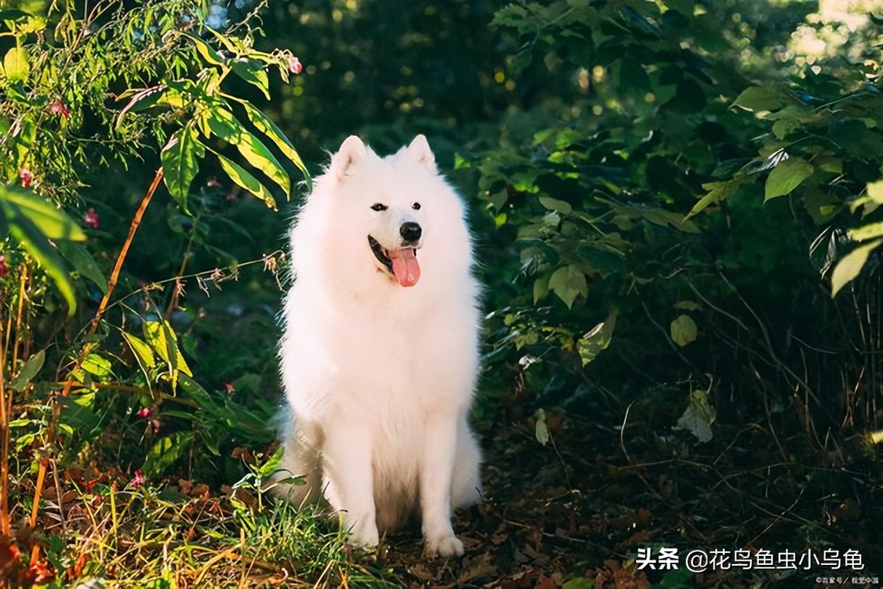 有着天使般面孔的萨摩耶，为什么养着养着就想放弃了