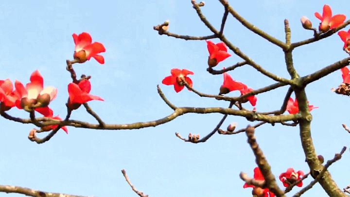 南宁徐霞客出游攻略,徐霞客在广西住了多少年