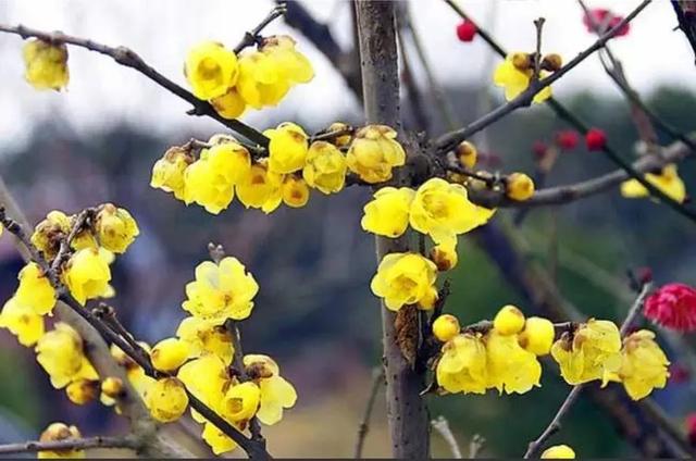网红干树枝,网红水培干枝树