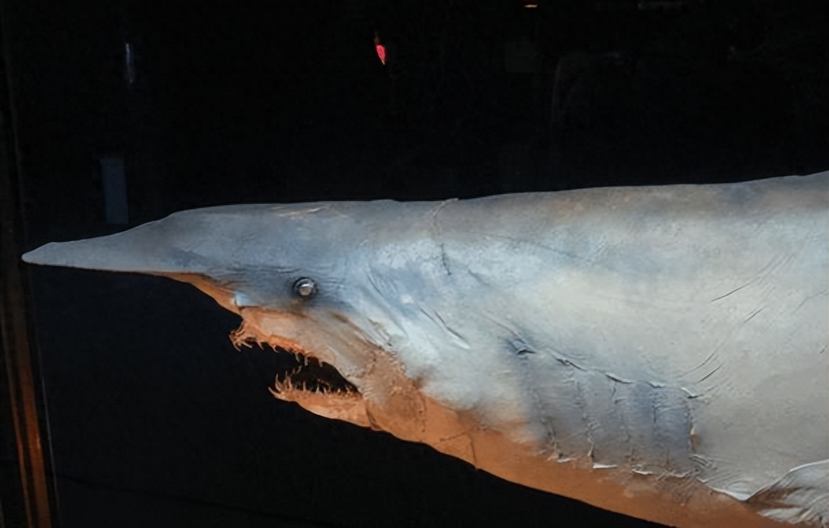 剑吻鲨和哥布林鲨是同类吗,剑吻鲨和深海霸主