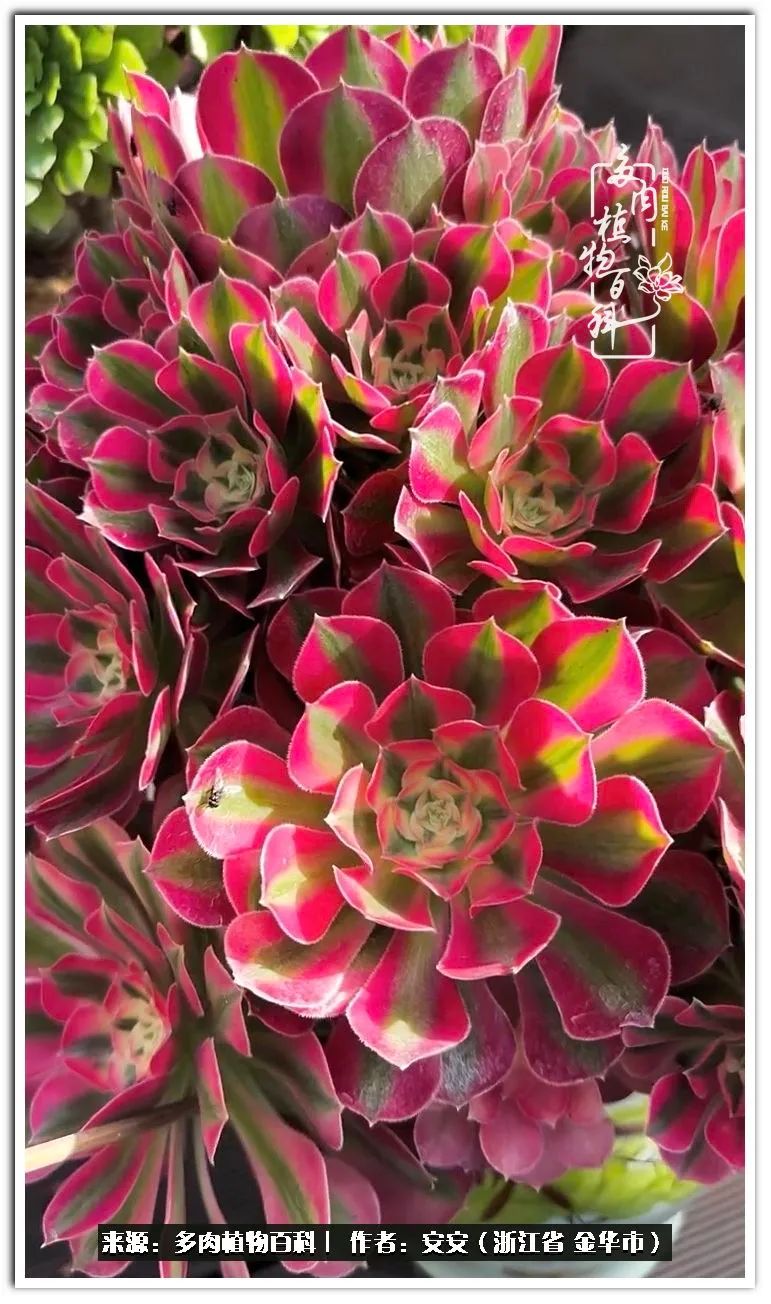 多肉法师花卉品种大全,多肉法师为什么叫法师