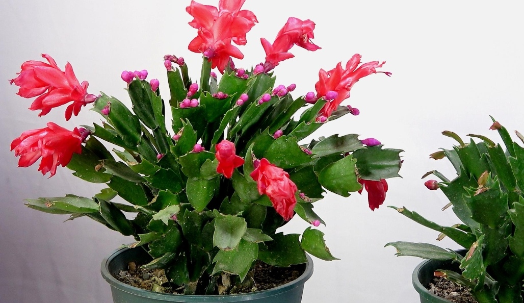 蟹爪兰叶子发软怎么解决,新买的蟹爪兰叶子发软可以捏下吗