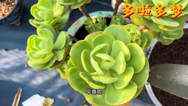 多肉碧桃怎么换盆,多肉碧桃老桩换盆