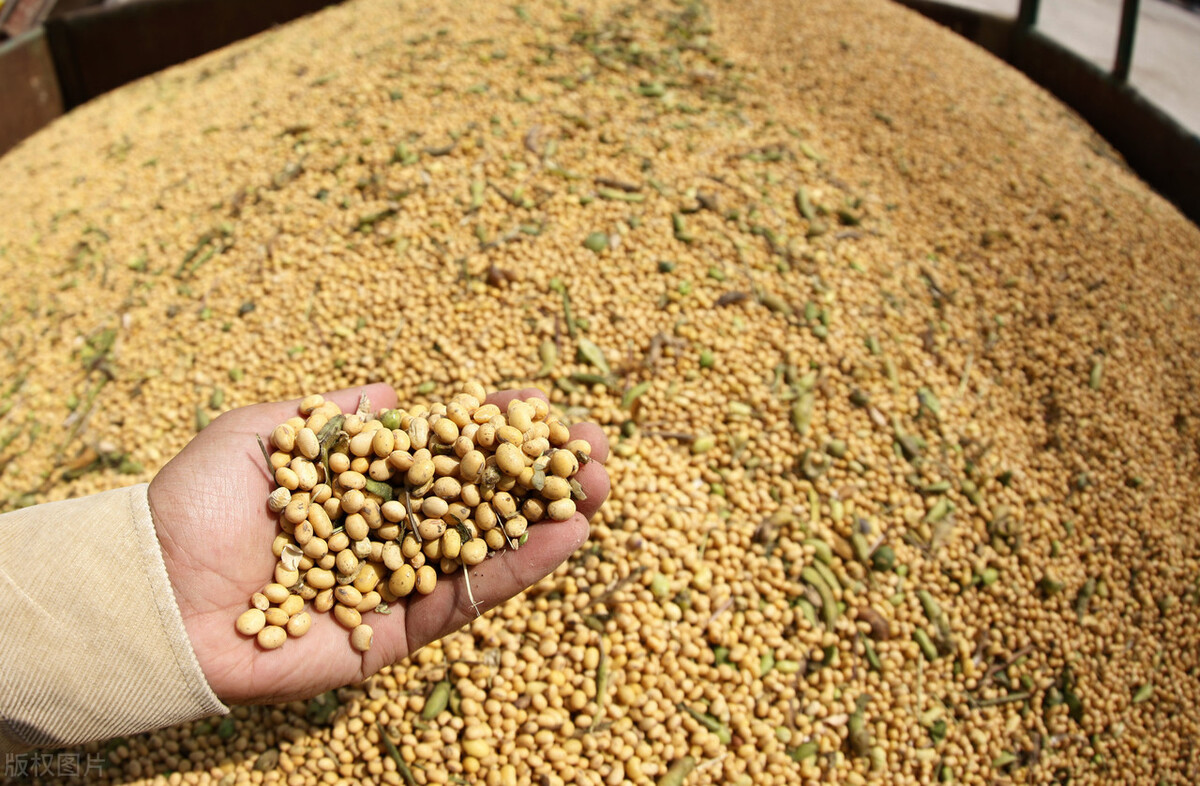 大豆行情今日大豆价格走势,今日全国各地大豆价格行情走势