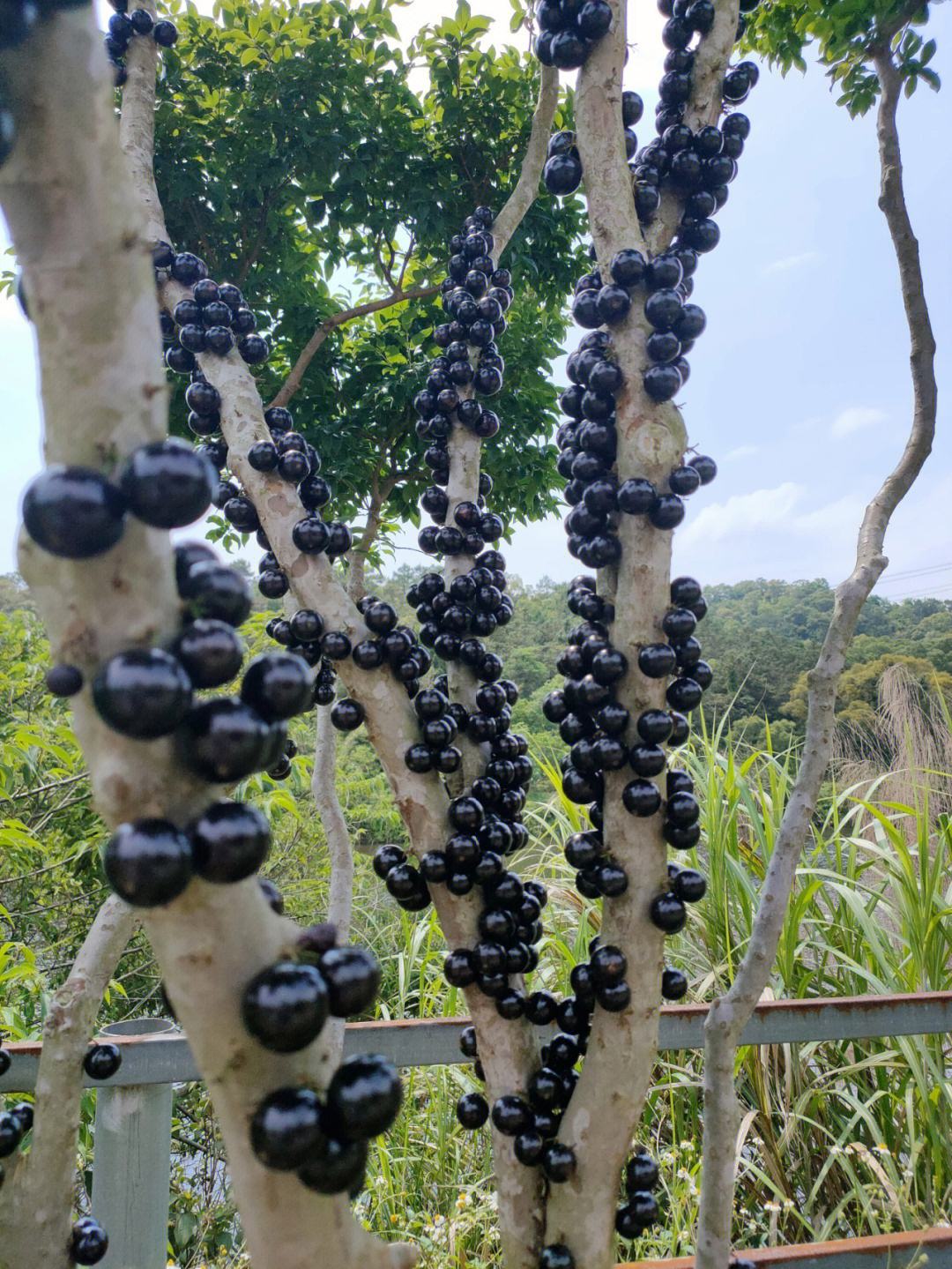 嘉宝果树怎么分枝,嘉宝果树种植