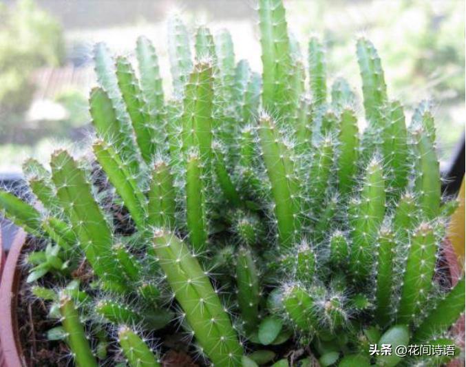 教你如何正确种植不要钱的火龙果,怎么种出又大又甜的火龙果