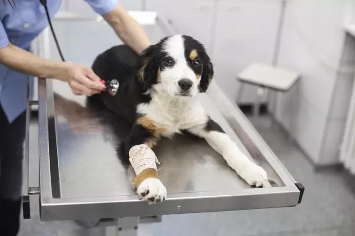 小奶狗被大狗咬伤怎么办,小狗被大狗咬伤了怎么处理