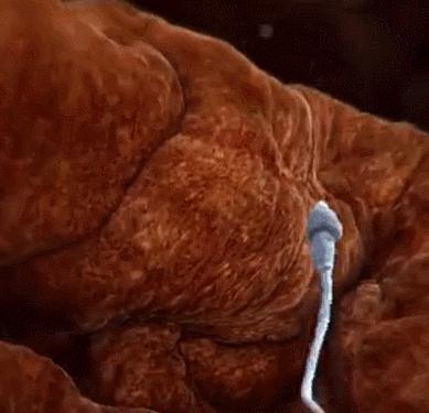 孩子会不会长得像前男友？那些没有成功的精子，最终去了哪里？