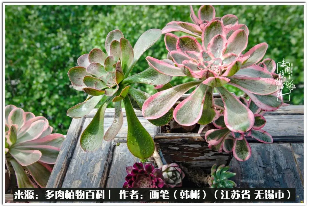 盆景多肉常遇到的问题,多肉盆景无穷小