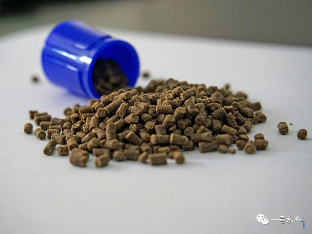 养虾100%成功,养虾30天视频