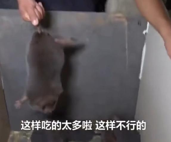 规则怪谈一口气看完系列剧本杀,请遵守以下规则什么梗