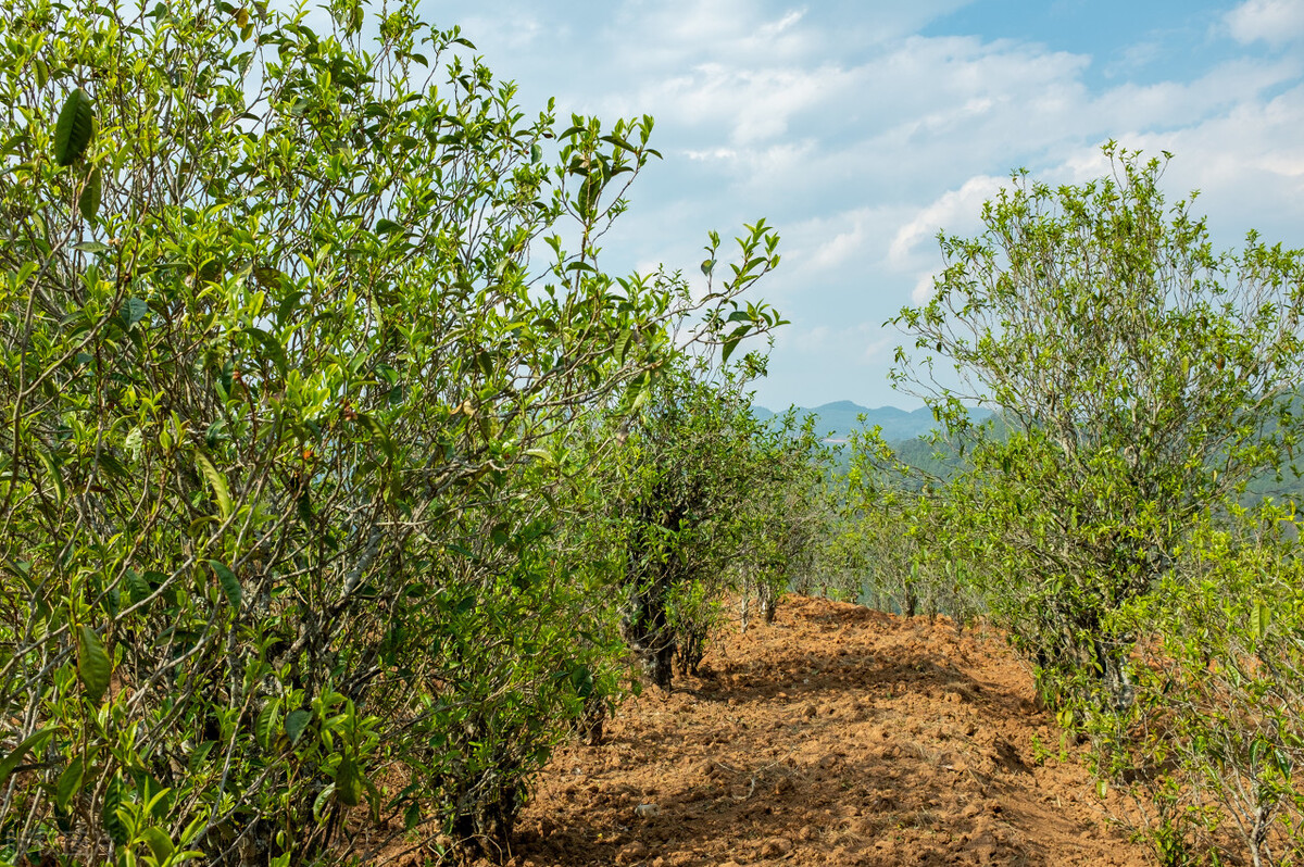 云南蜜香红茶哪种好喝,红茶名气