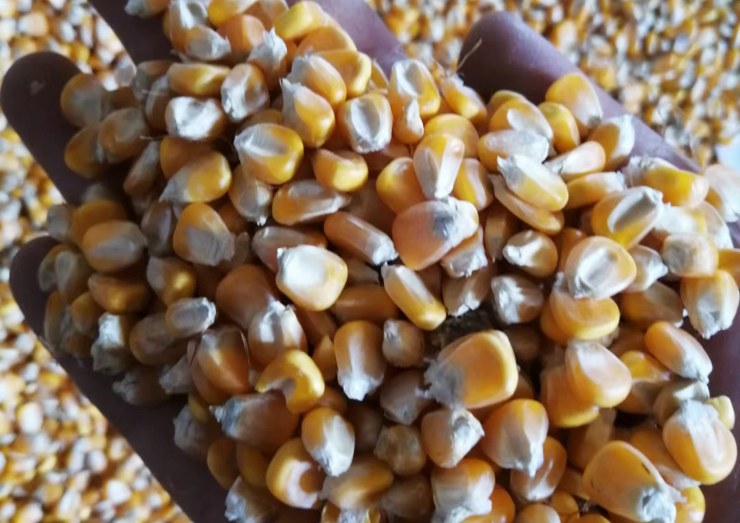 种植玉米如何选择品种,大粒玉米和小粒玉米的区别
