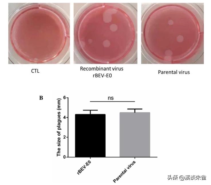 牛流行性腹泻疫苗免疫结果,肠道病毒疫苗终身受益吗