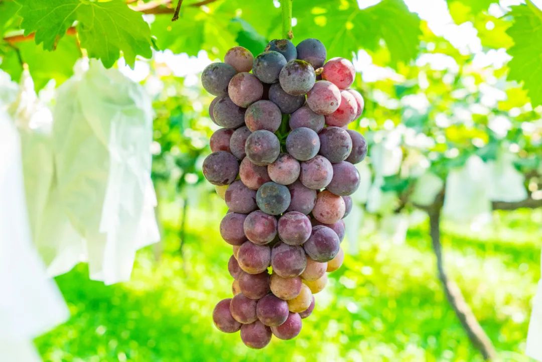 有颜值有内涵人居环境,有颜有格调有料有品质