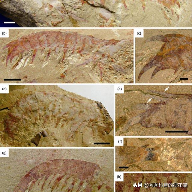 寒武纪三叶虫捕食者,十大最可怕的史前海洋巨兽