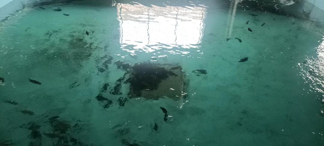 石斑鱼如何提高成活率,石斑鱼孵化成活率低是什么原因