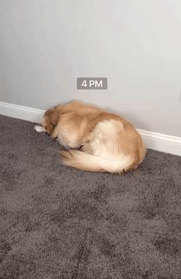 主人监控金毛,主人跟踪狗狗