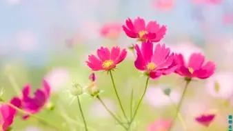 蓝天与花朵唯美图片,唯美阳光花朵图片