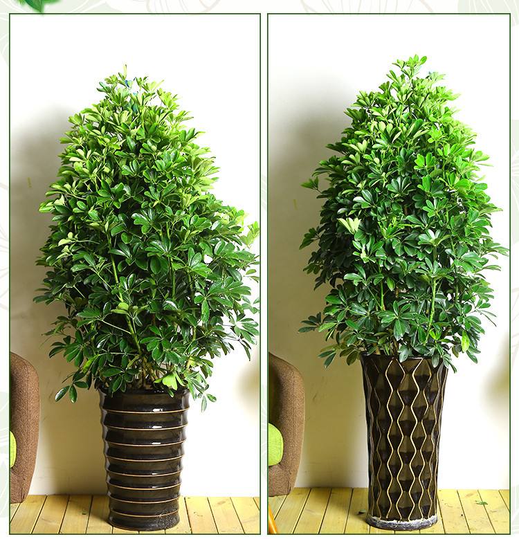 18种净化空气适宜家中养殖的花,能净化空气的家养花