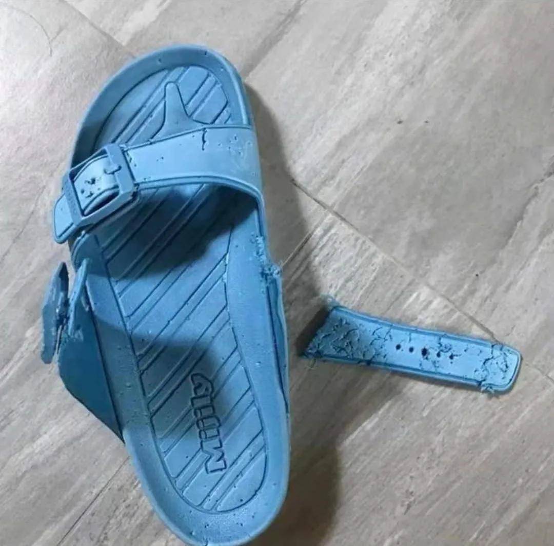 帅气“异瞳狗子”挑战蜜蜂，结果…被蛰成猪头