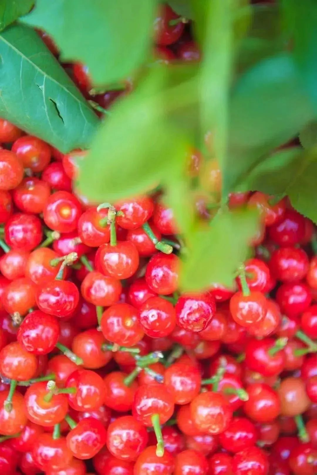 这里的“恩桃儿”红了