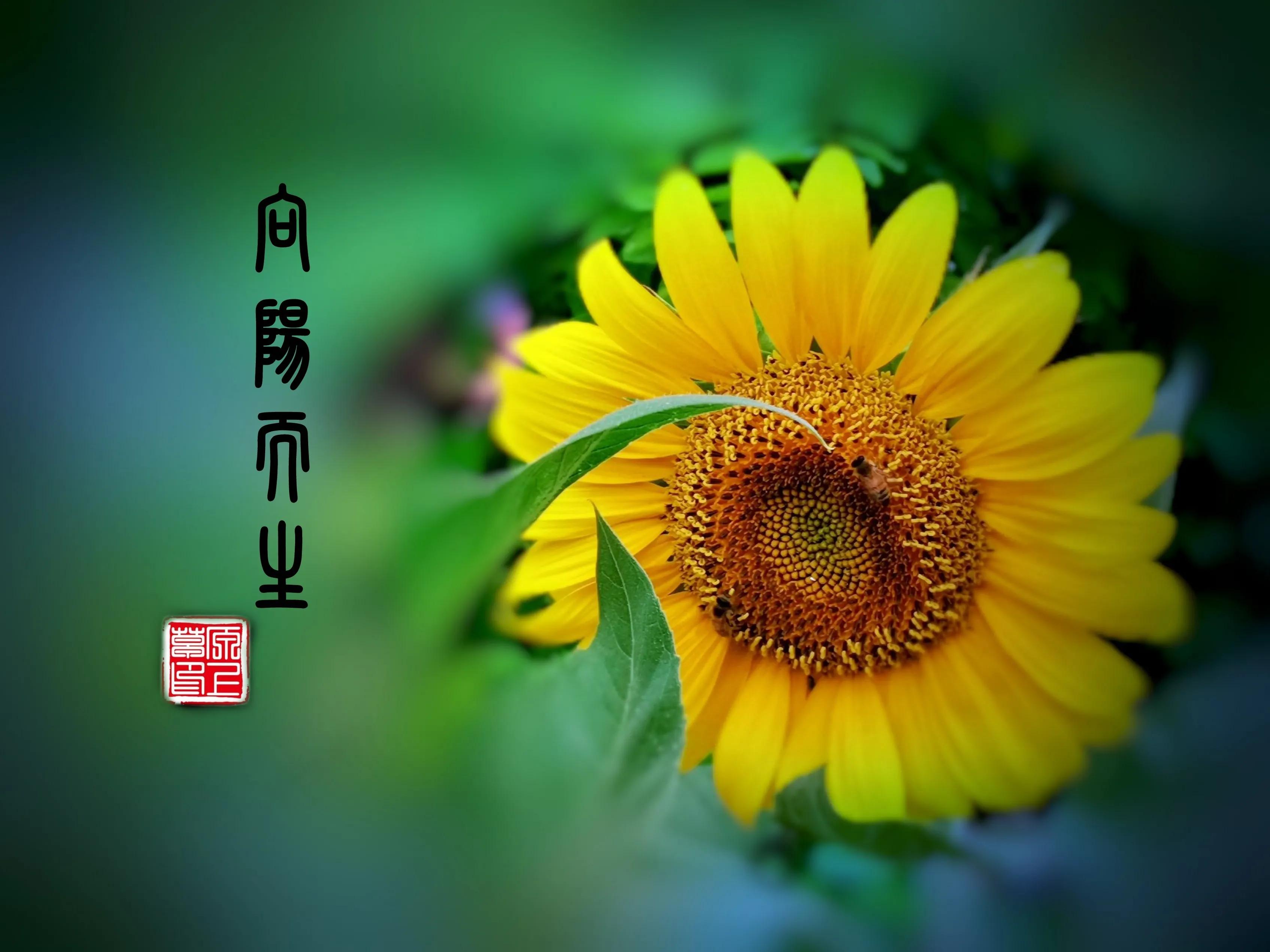 百花酿诗韵芬芳留人间（一）