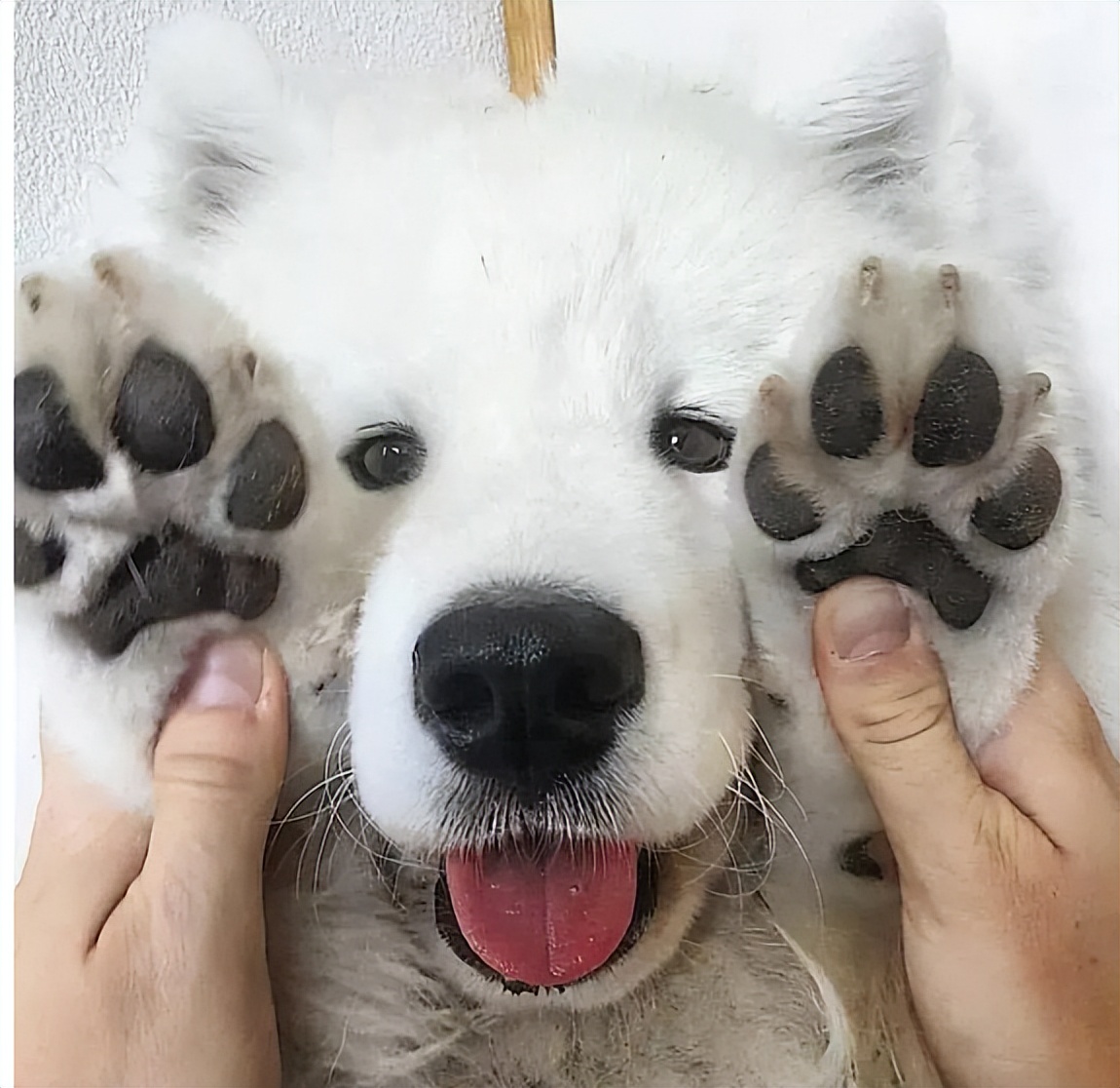 教你怎么撸狗,花式撸狗大法