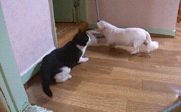 一只小流浪猫一直在小区门口,门口突然来了一只猫不停的叫